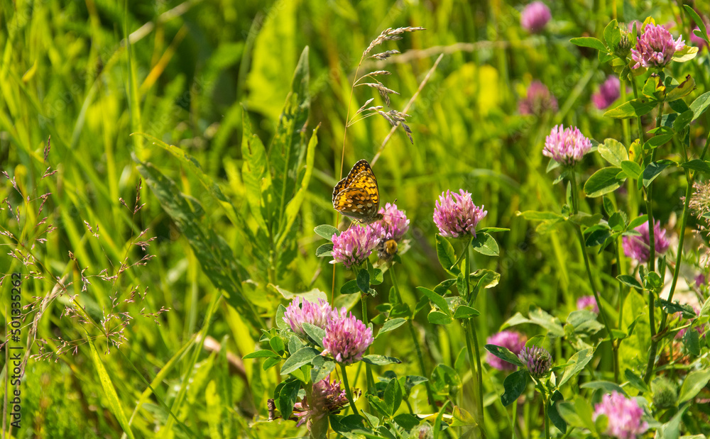Trifolium pratense - red clover with High Brown Fritillary butterfly - Argynnis adippe Trifolium pratense - red clover with High Brown Fritillary butterfly - Argynnis adippe