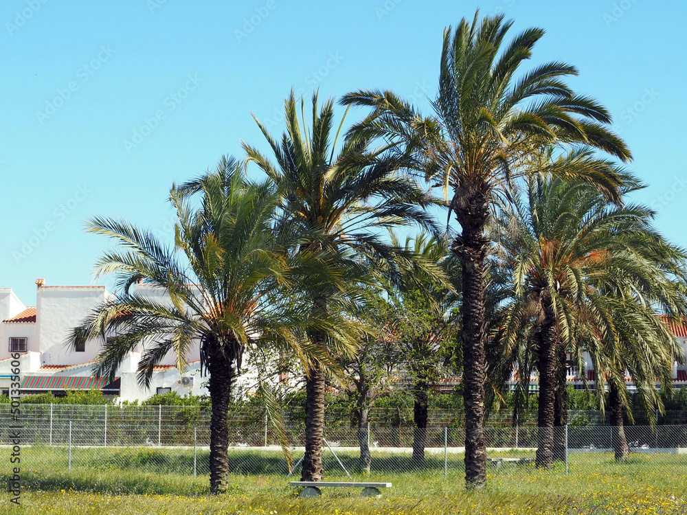 Decorative date palms
