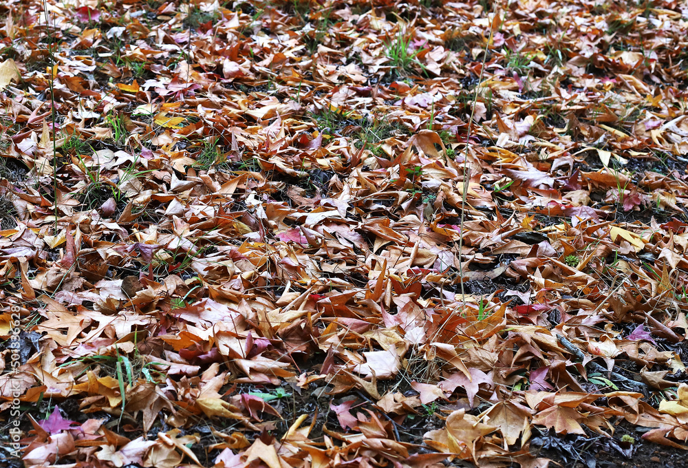 Background of many autumn yellow and brown orange leaves scattered on the ground Background of many autumn yellow and brown orange leaves scattered on the ground
