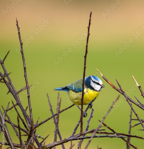 Blue tit on tree 