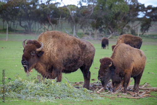 Two big bison graze on a green meadow, eat branches, on the forest background