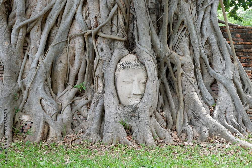 Buddha Head Statue in tree roof at Ayutthaya Historical   