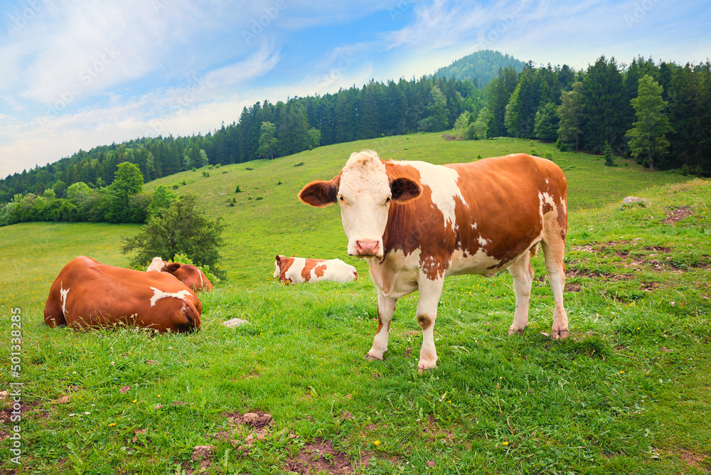 group of bavarian cows on green pasture, alpine landscape group of bavarian cows on green pasture, alpine landscape