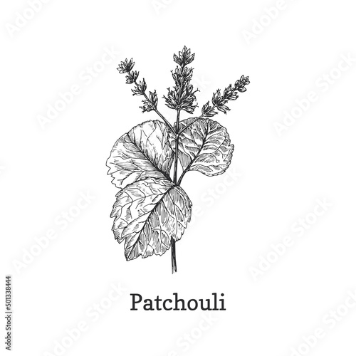 Patchouli branch, sketch in vector, design element