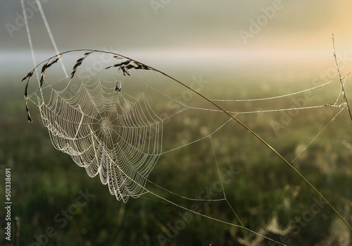 pajęczyna w letni, mglisty poranej na dzikiej łące