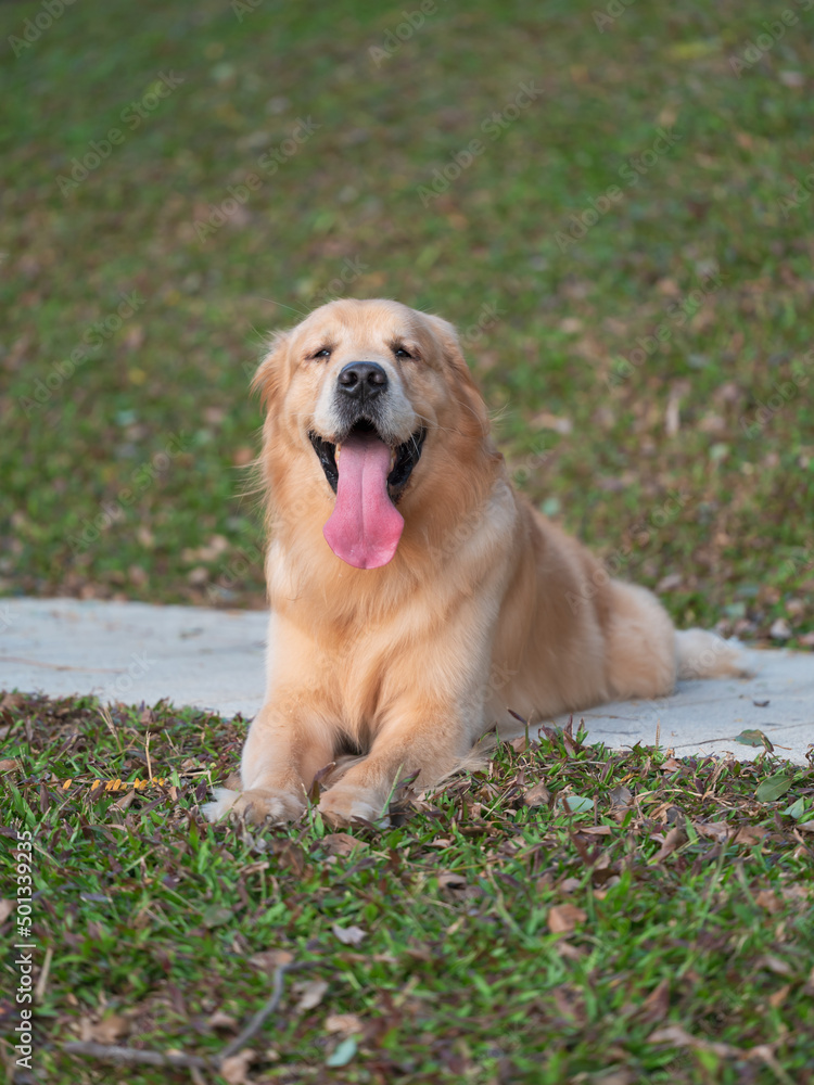 golden retriever lying on grass golden retriever lying on grass