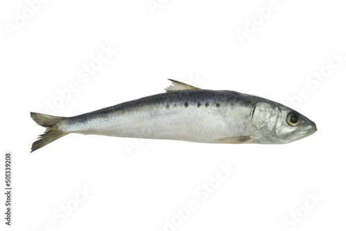 Raw sardine fish isolated on white 