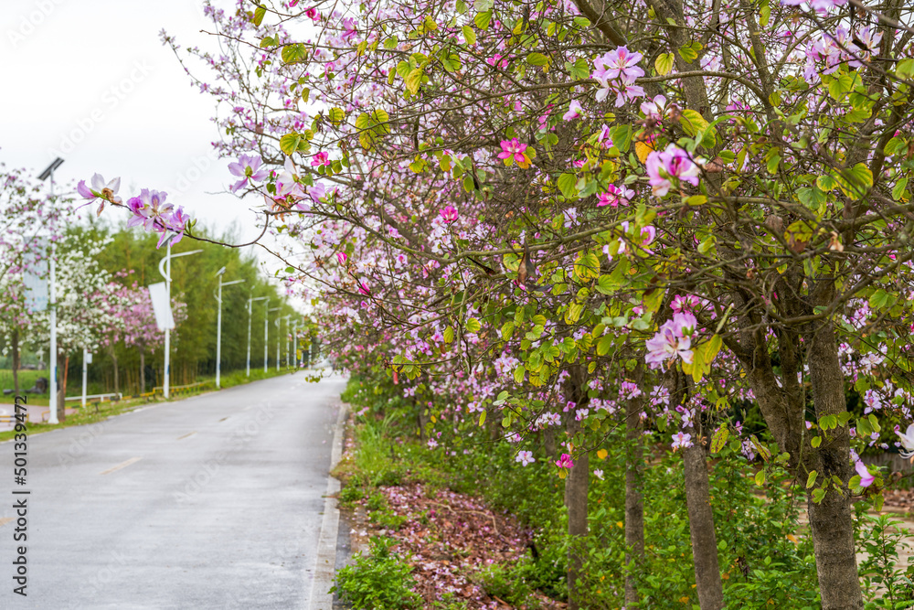 Close-up of beautiful blooming Bauhinia flowers planted on the side of the road