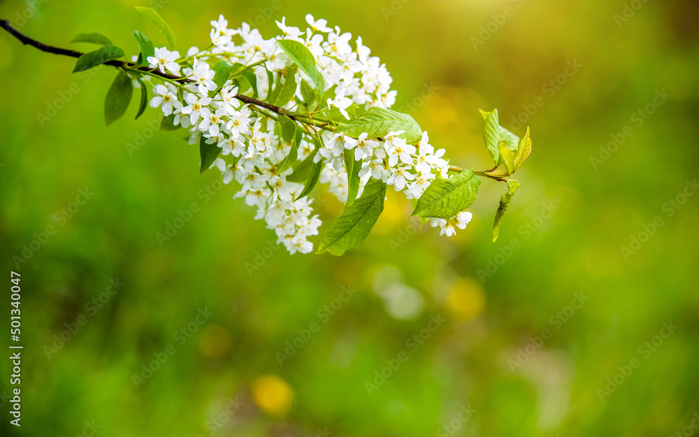 Fototapeta premium Bird cherry branches in the garden in spring 
