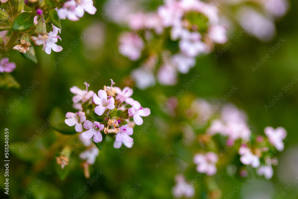 Primavera Primavera