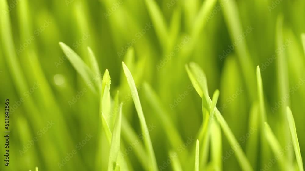 fresh morning water dew drops on vibrant green grass lit by the sun close up slow motion fresh morning water dew drops on vibrant green grass lit by the sun close up slow motion