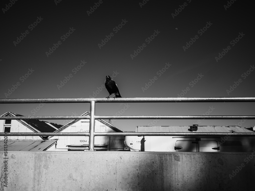 Bird on a rail