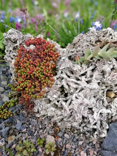 Alpine slide with unusual natural stones and creeping red and green sedum lydium. Floral Desktop wallpaper photo