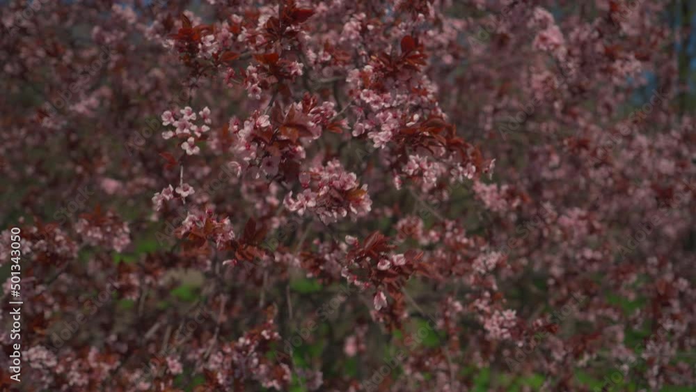 Blooming tree with pink flowers. Nature on spring Blooming tree with pink flowers. Nature on spring