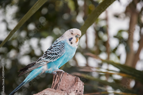 free canary birds in the woods