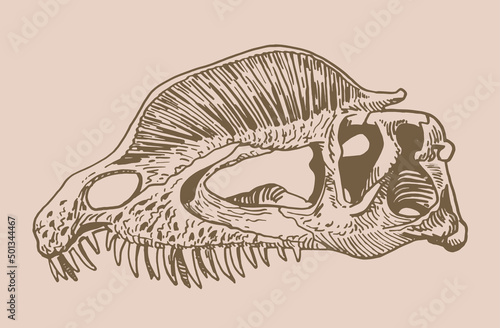 Graphical vintage skull of dilophosaurus , sepia background,vector fossil element of museum