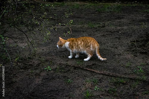 cat in the garden © Валентин Бут