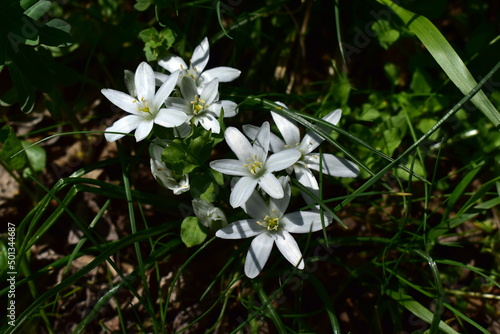 white flowers of ornithogalum in the forest in early spring photo
