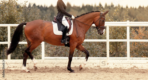 Classic Dressage horse in the test. Trot strengthening suspension phase. Equestrian sport. Sports stallion in the bridle. The leg of the rider in the stirrup. Equestrian competition show © mari