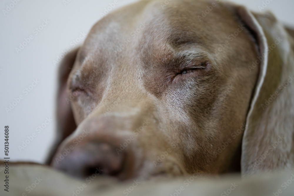 Close up portrait of a sleepy weimaraner taking a nap on a bed.  Large breed family pet sleeping with eyes closed tightly.  Tired, napping, relaxation concept.  