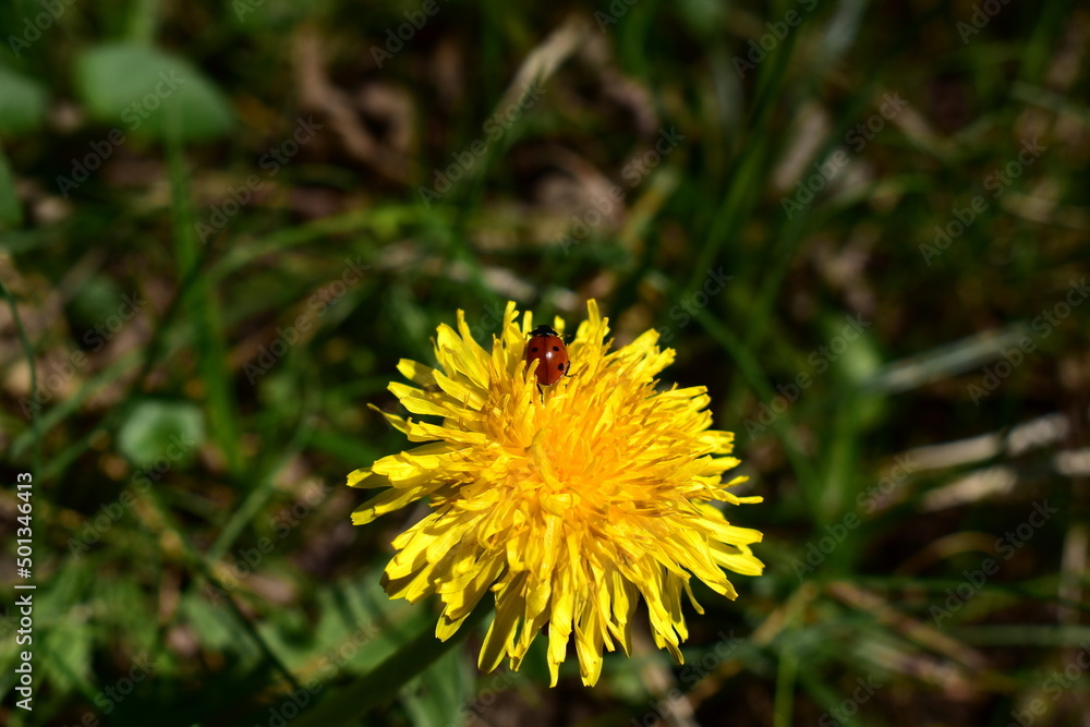 ladybug on a dandelion flower on a sunny spring day ladybug on a dandelion flower on a sunny spring day