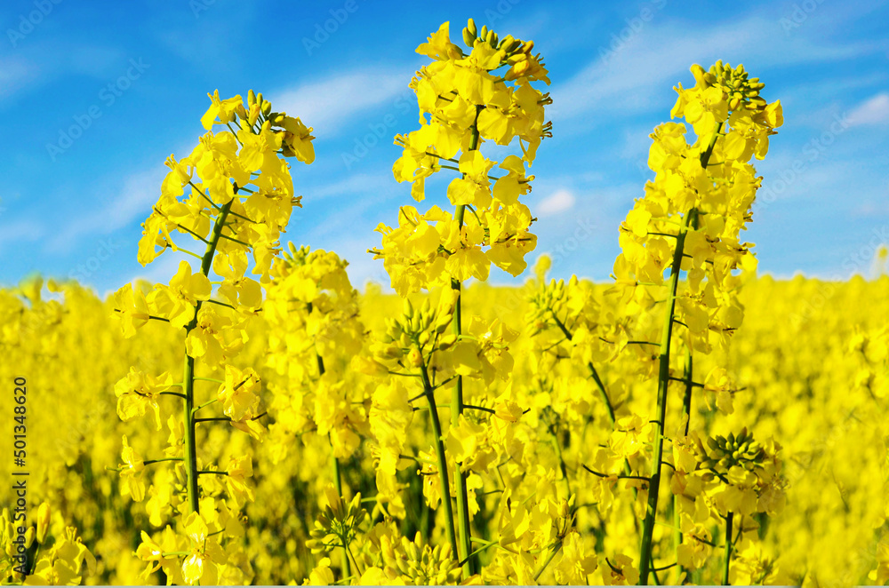 Blue-yellow image of rapeseed in the field in the form of a trident - the coat of arms of Ukraine (symbol of victory of Ukraine - concept)