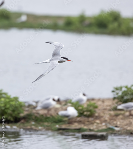 Common Tern  Sterna hirundo  Flying over the Colony