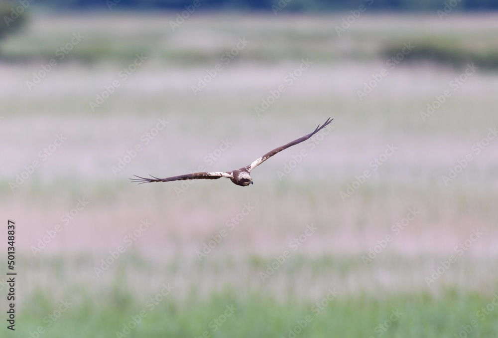 Female Western Marsh Harrier (Circus aeruginosus) Female Western Marsh Harrier (Circus aeruginosus)