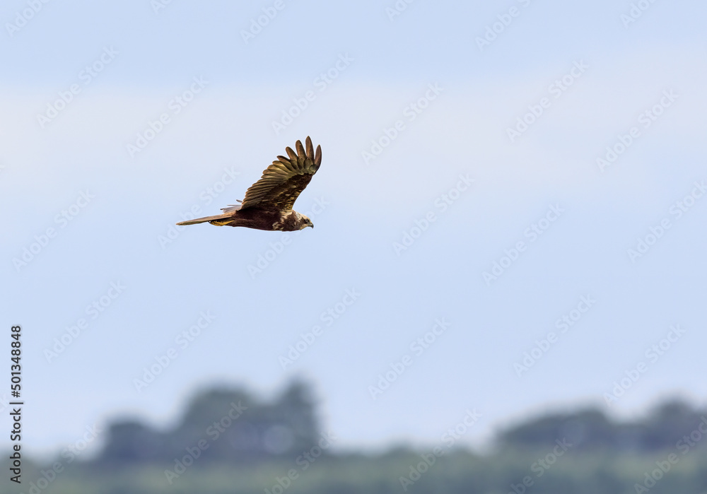 Female Western Marsh Harrier (Circus aeruginosus) Female Western Marsh Harrier (Circus aeruginosus)