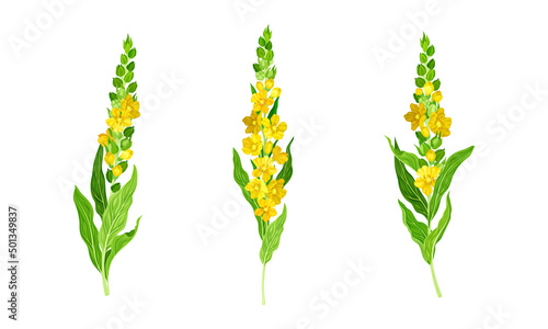 Blooming mullein plants. Wild meadow plant with yellow florets vector illustration