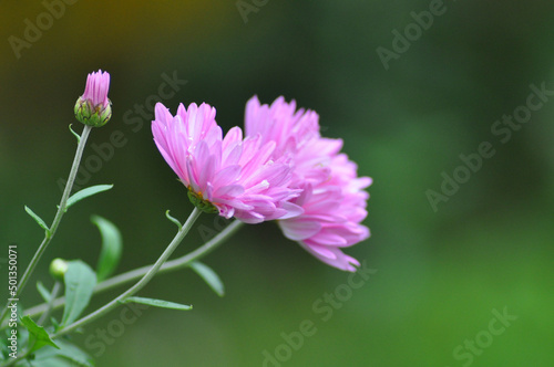 Chrysanthemum flower in pink lilac on a green background