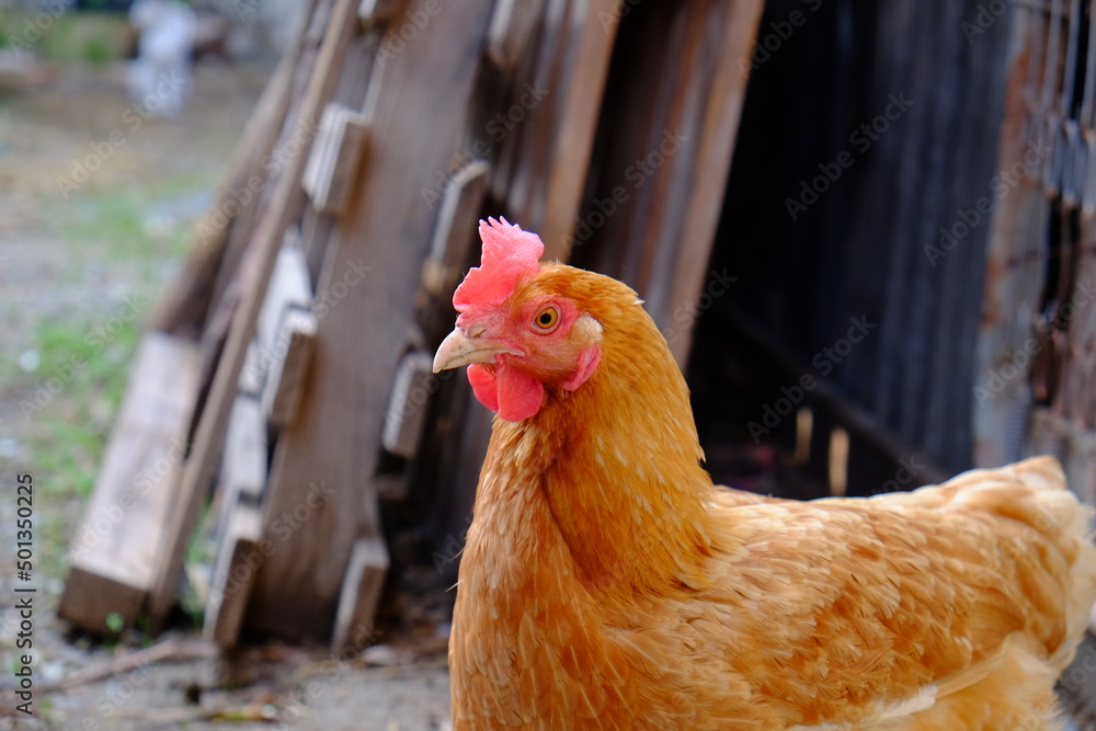 Fototapeta premium pollo
