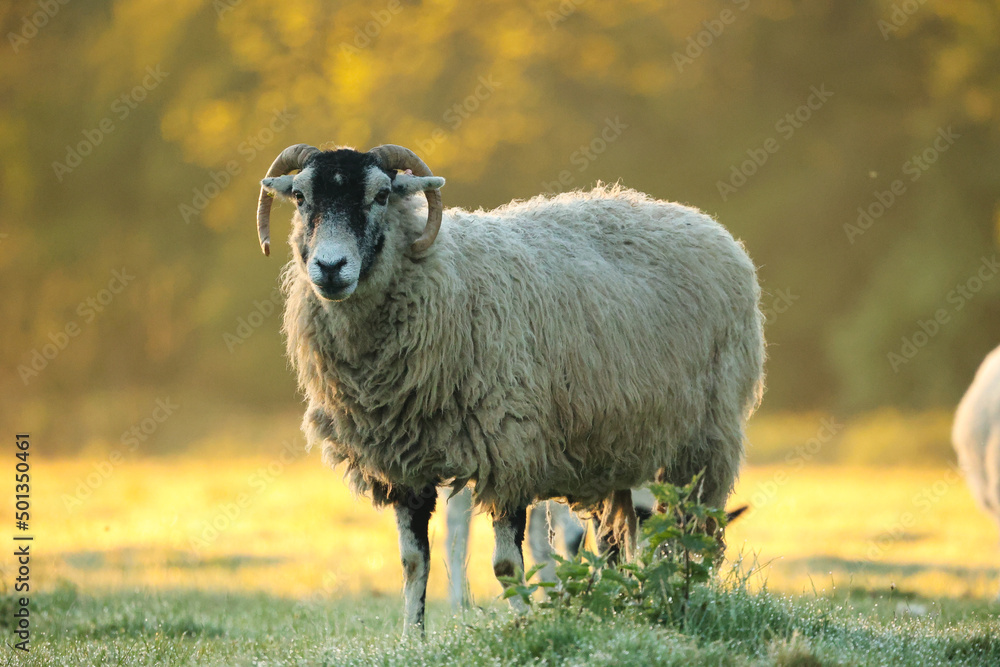 Obraz premium Sunshine Sheep