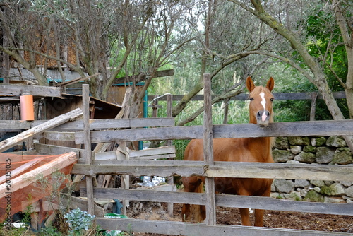 cavallo recinto stalla fattoria