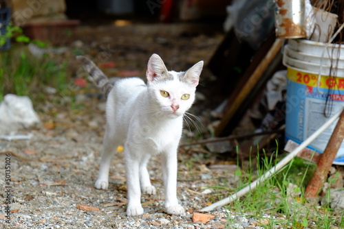 gatto bianco