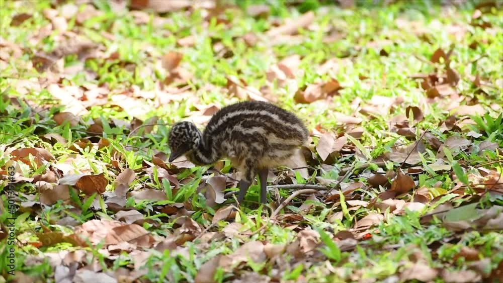 Baby emu giant flightless native Australian emu living in the zoo. Baby emu giant flightless native Australian emu living in the zoo.