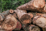 Troncs d'arbres, rondins de bois, bien empilés bien rangés dans la forêt après abattage bucherons