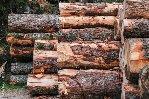 Troncs d'arbres, rondins de bois, bien empilés bien rangés dans la forêt après abattage bucherons photo