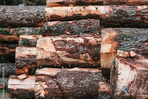 Troncs d'arbres, rondins de bois, bien empilés bien rangés dans la forêt après abattage bucherons photo