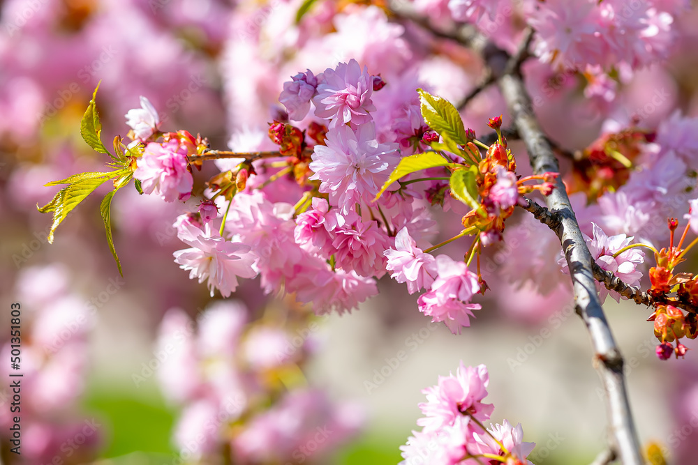 close-up of sakura blossom in spring in the park close-up of sakura blossom in spring in the park