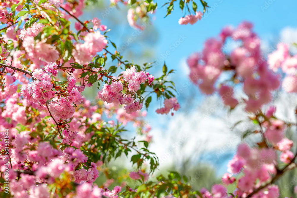 Obraz premium spring cherry blossoms against the sky under the rays of the sun