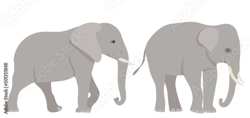 elephant flat design  isolated on white background  vector