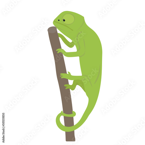 chameleon flat design, isolated on white background, vector