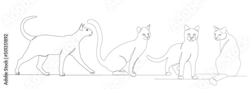 cats continuous line drawing  sketch  vector