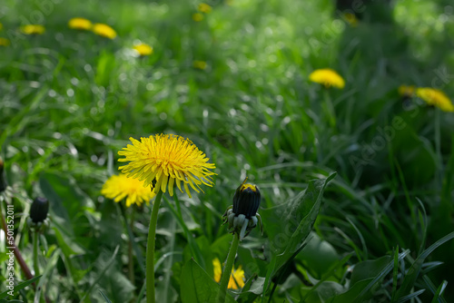 a yellow dandelion flower grows on a green lawn in the park
