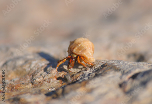 Photo Cancer hermit sitting in a shell