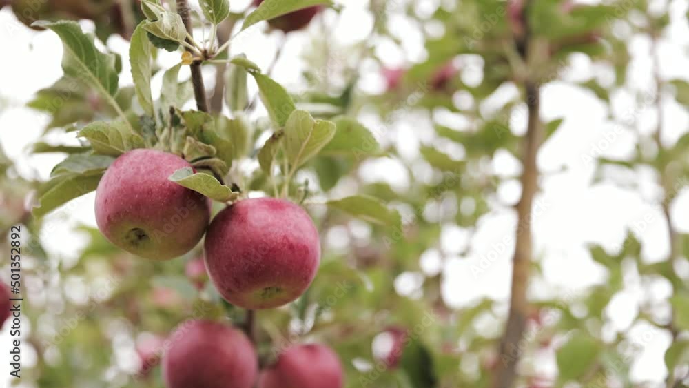 Close Up of Red Apples on a Tree in an Orchard 1080p 60fps Close Up of Red Apples on a Tree in an Orchard 1080p 60fps
