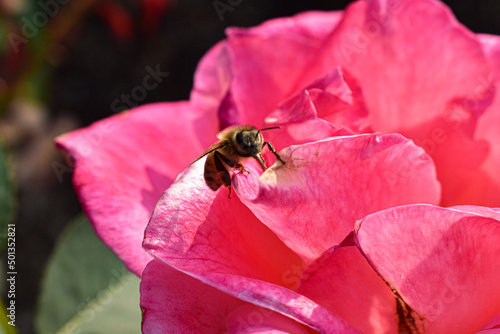 Rosy Bee