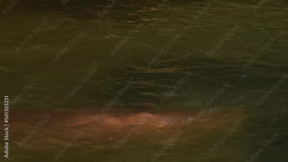Lonely adult male hippopotamus submerged in submerged head during dry season in zoo thailand ,footage video 4k. Lonely adult male hippopotamus submerged in submerged head during dry season in zoo thailand ,footage video 4k.