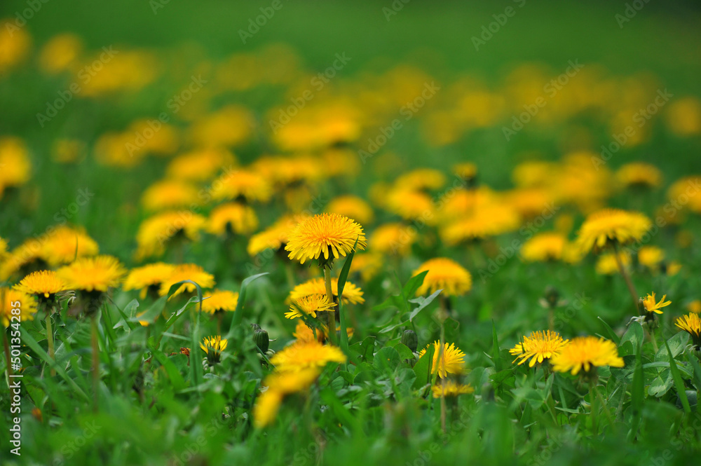 Glade of yellow flowering dandelions in springtime. Selective focus. Blurred edges . Place for message. Greeting or medical concept. Glade of yellow flowering dandelions in springtime. Selective focus. Blurred edges . Place for message. Greeting or medical concept.
